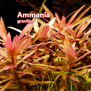 Ammania gracilis